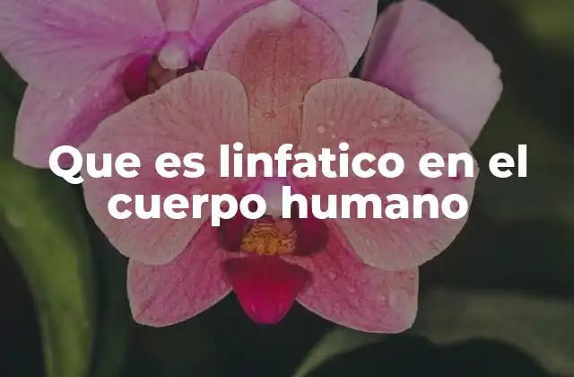 Que es Linfatico en el Cuerpo Humano