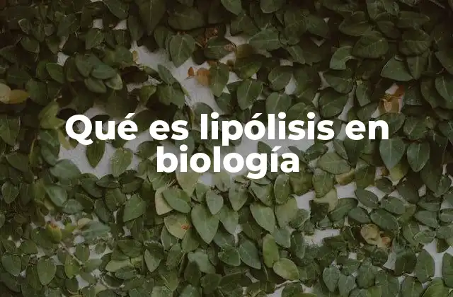 Qué es Lipólisis en Biología