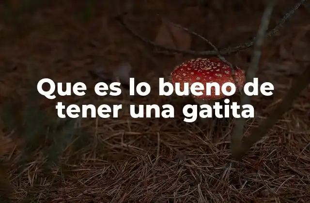 Que es Lo Bueno de Tener una Gatita