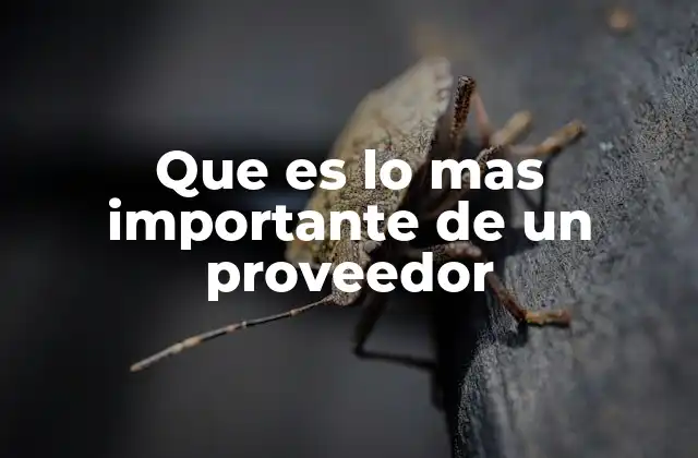 Que es Lo mas Importante de un Proveedor 2 Características que definen a un buen socio de negocio