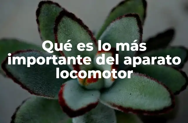 Qué es Lo Más Importante Del Aparato Locomotor