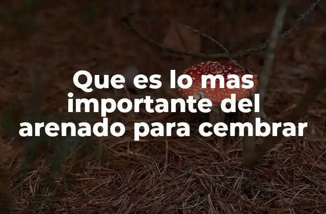 Que es Lo mas Importante Del Arenado para Cembrar