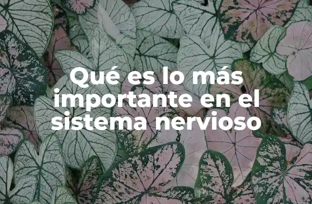 Qué es Lo Más Importante en el Sistema Nervioso