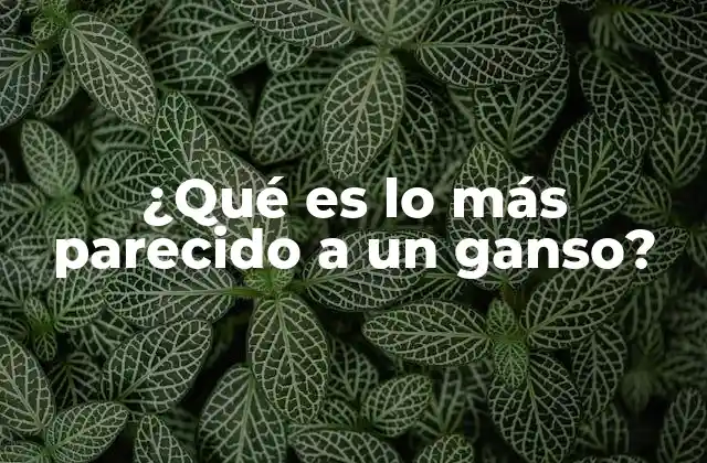 ¿qué es Lo Más Parecido a un Ganso?