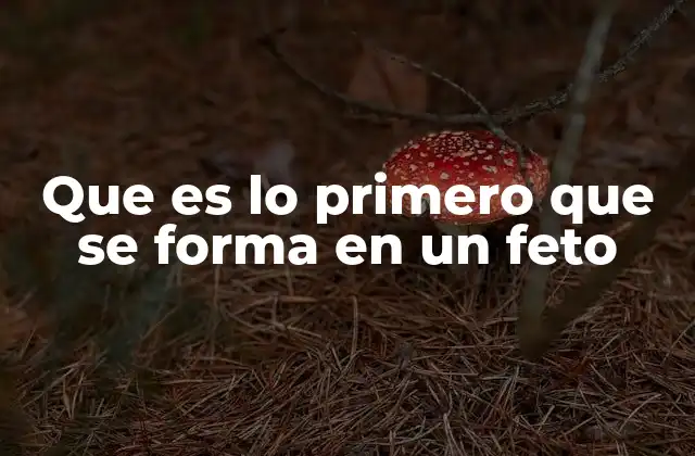 Que es Lo Primero que Se Forma en un Feto