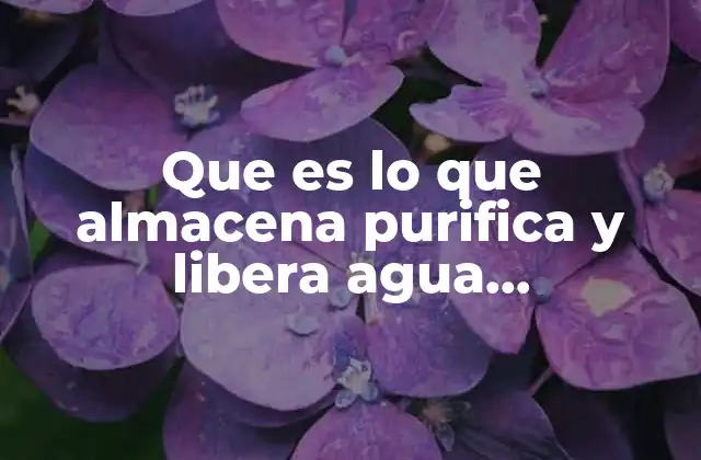 Que es Lo que Almacena Purifica y Libera Agua Gradualmente 2 La importancia de los sistemas de agua controlados en la sostenibilidad