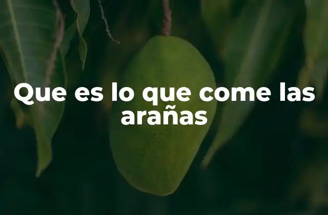 Que es Lo que Come las Arañas