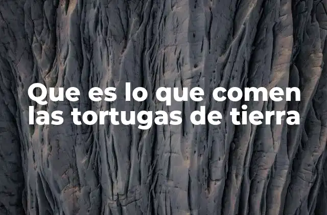 Que es Lo que Comen las Tortugas de Tierra