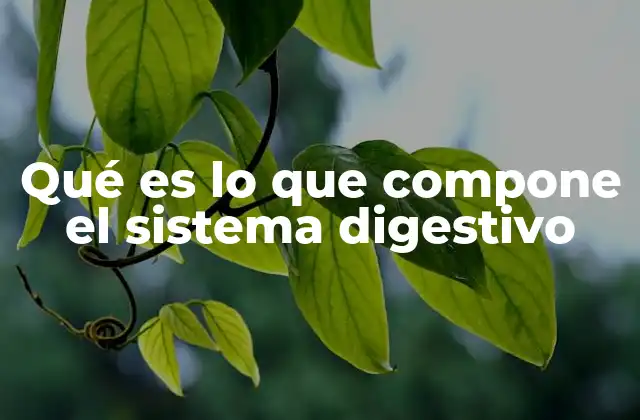 Qué es Lo que Compone el Sistema Digestivo 2 Cómo funciona el sistema digestivo humano