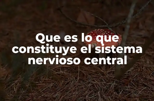 Que es Lo que Constituye el Sistema Nervioso Central