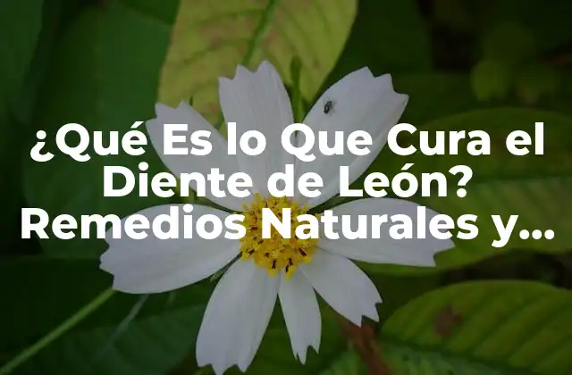 ¿qué es Lo que Cura el Diente de León? Remedios Naturales y Efectivos