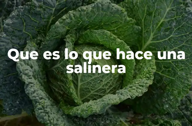 Que es Lo que Hace una Salinera