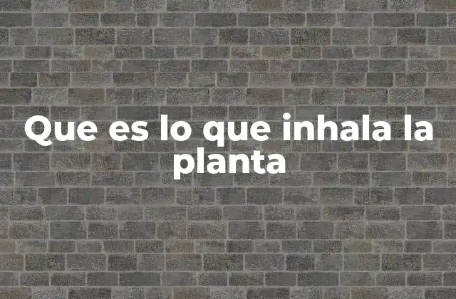 Que es Lo que Inhala la Planta