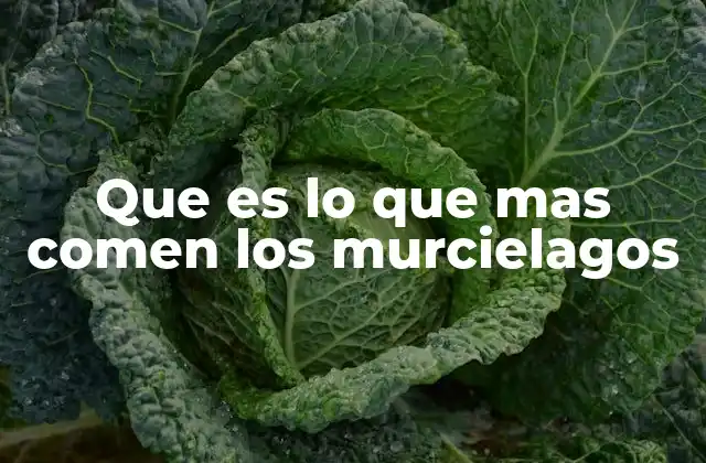 Que es Lo que mas Comen los Murcielagos 2 La importancia de la alimentación de los murciélagos en el ecosistema