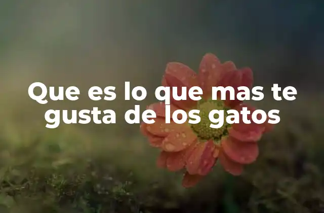 La conexión emocional con los felinos