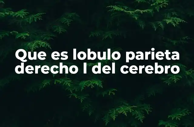 Que es Lobulo Parieta Derecho L Del Cerebro