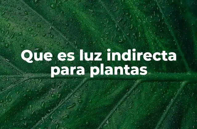 Que es Luz Indirecta para Plantas