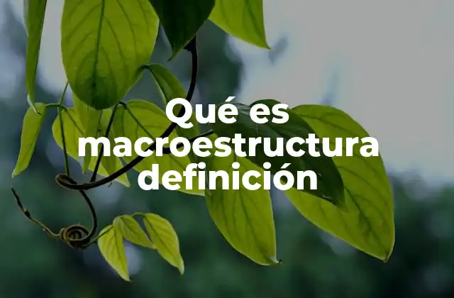 Qué es Macroestructura Definición