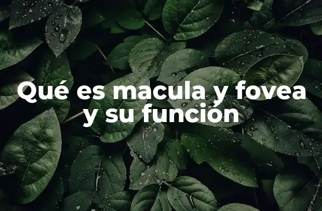 Qué es Macula y Fovea y Su Función