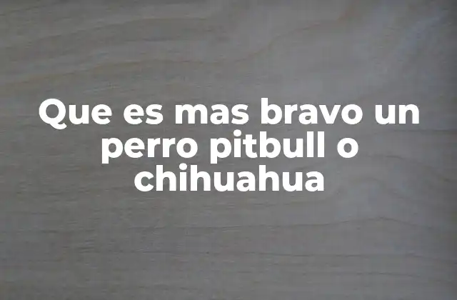 Que es mas Bravo un Perro Pitbull o Chihuahua 2 La bravura en los perros: más allá del tamaño
