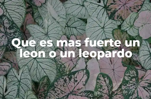 Que es mas Fuerte un Leon o un Leopardo