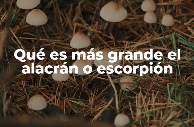 Qué es Más Grande el Alacrán o Escorpión