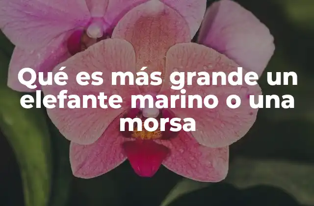 Qué es Más Grande un Elefante Marino o una Morsa