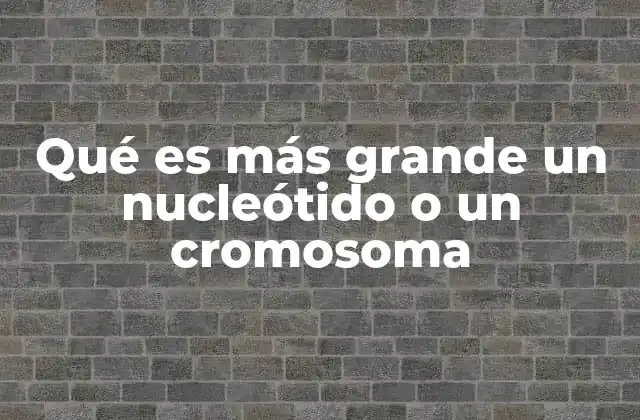 Qué es Más Grande un Nucleótido o un Cromosoma