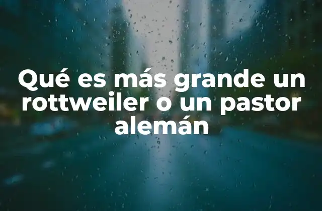 Qué es Más Grande un Rottweiler o un Pastor Alemán 2 Comparando el tamaño entre perros de raza grande