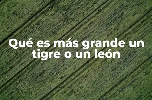 Qué es Más Grande un Tigre o un León