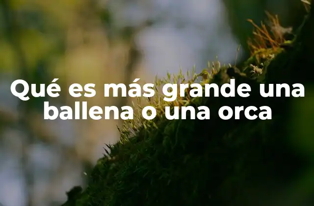 Gigantes del océano: una comparación sin mencionar directamente el tamaño