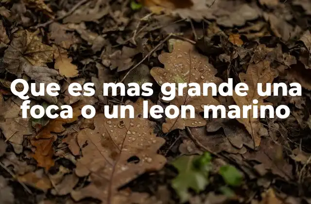 Que es mas Grande una Foca o un Leon Marino 2 Características físicas y hábitat que diferencian a estos mamíferos marinos