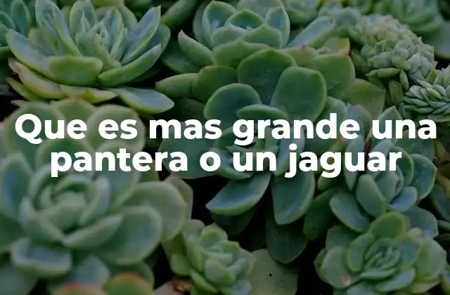Que es mas Grande una Pantera o un Jaguar 2 Comparando el tamaño de los felinos negros y de los jaguares
