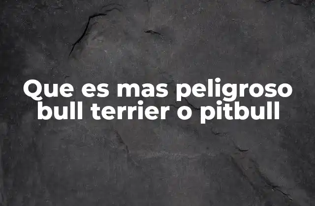 Que es mas Peligroso Bull Terrier o Pitbull