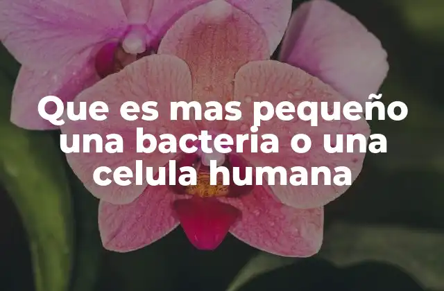 Que es mas Pequeño una Bacteria o una Celula Humana
