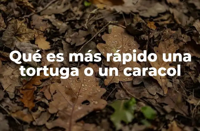 Qué es Más Rápido una Tortuga o un Caracol