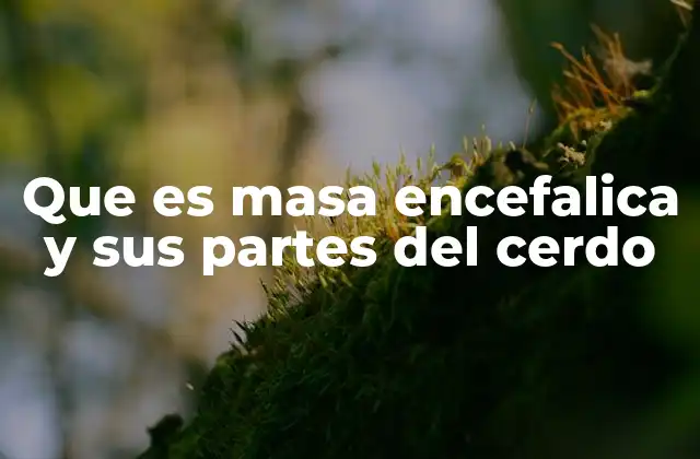 Estructura anatómica del cerebro del cerdo