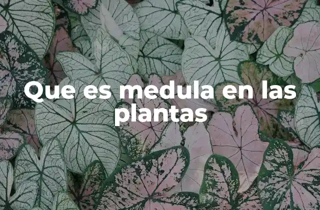 Que es Medula en las Plantas 2 La importancia de la medula en la anatomía vegetal