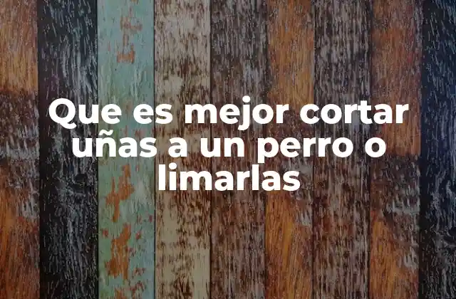 Que es Mejor Cortar Uñas a un Perro o Limarlas 2 Alternativas para el cuidado de las uñas de los perros