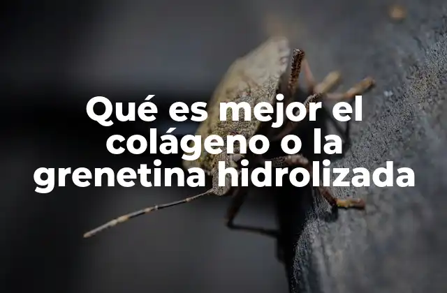 Qué es Mejor el Colágeno o la Grenetina Hidrolizada