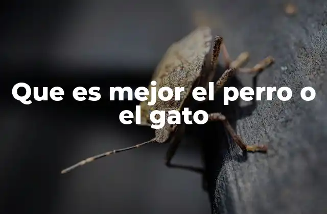 Que es Mejor el Perro o el Gato