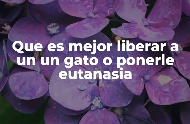 Que es Mejor Liberar a un un Gato o Ponerle Eutanasia
