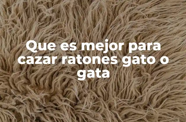 Que es Mejor para Cazar Ratones Gato o Gata
