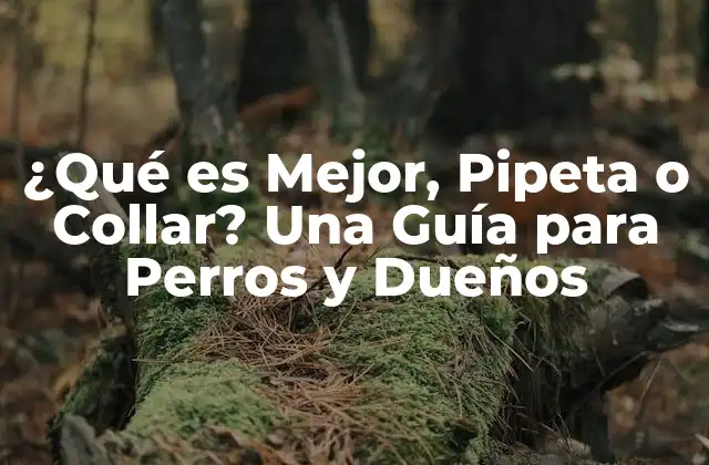 ¿qué es Mejor, Pipeta o Collar? una Guía para Perros y Dueños