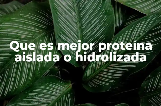 Que es Mejor Proteína Aislada o Hidrolizada
