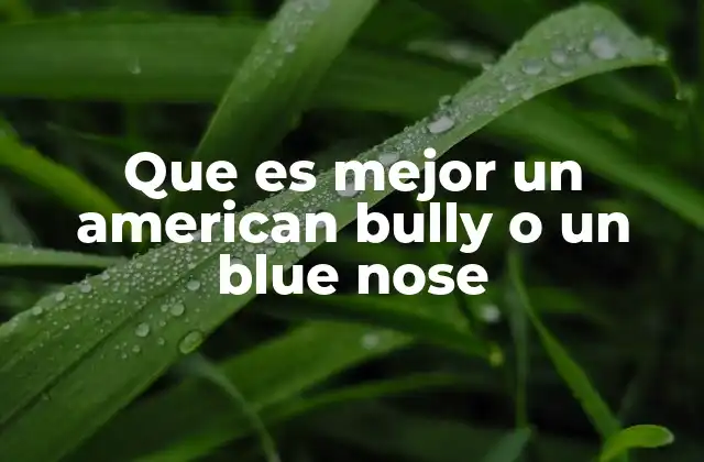 Que es Mejor un American Bully o un Blue Nose