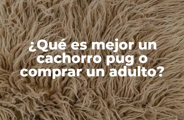 ¿qué es Mejor un Cachorro Pug o Comprar un Adulto?