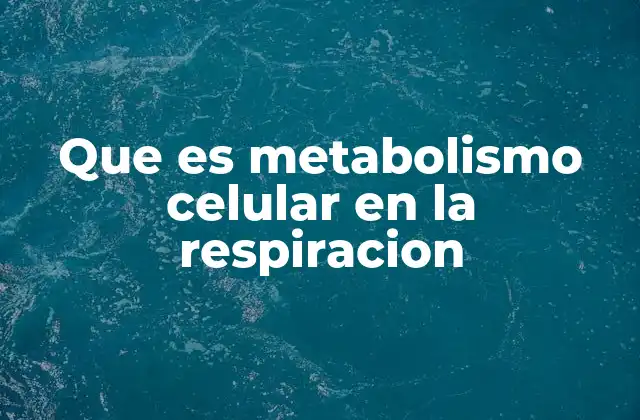 Que es Metabolismo Celular en la Respiracion