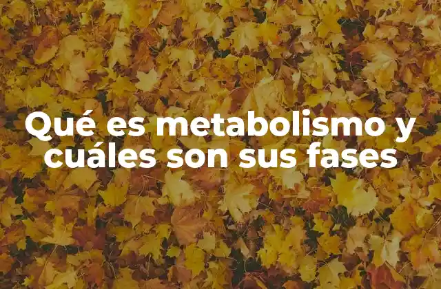 Qué es Metabolismo y Cuáles Son Sus Fases