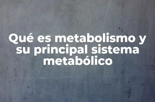Qué es Metabolismo y Su Principal Sistema Metabólico